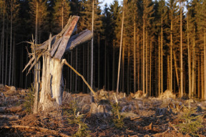 Raubbau im Wald